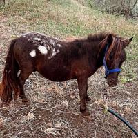 Mini pony