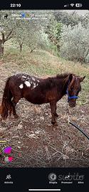 Mini pony