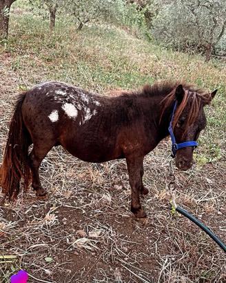 Mini pony
