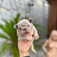 Cucciola bulldog francese
