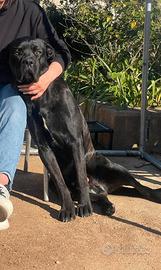 Cuccioli di cane corso disponibili ???