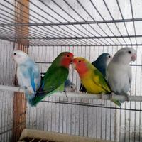 Inseparabili