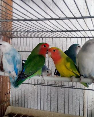 Inseparabili
