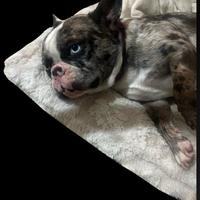 Stupenda bulldog francese