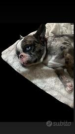 Stupenda bulldog francese