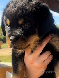 Cuccioli rottweiler 60 gg