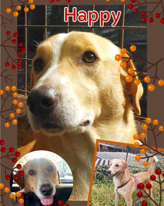 Cani in adozione