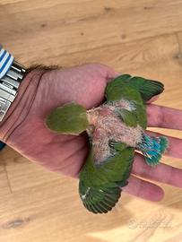 Pulli di inseparabili