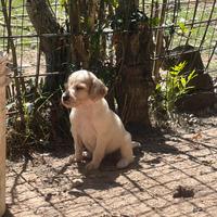 Setter inglese