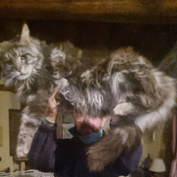 Maine coon