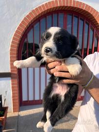 Cuccioli di border collie