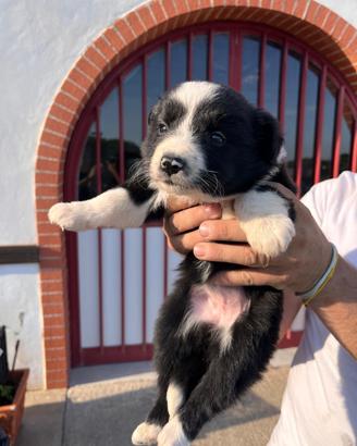 Cuccioli di border collie