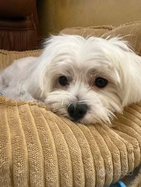 Maltese per monta
