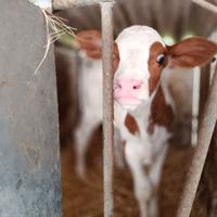 Vitelle Da Latte a Reggio Emilia