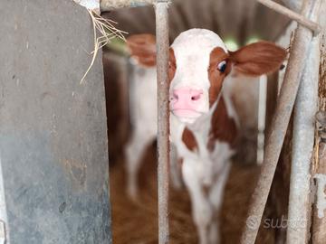 Vitelle Da Latte a Reggio Emilia