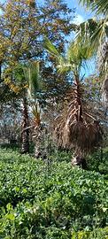 palme