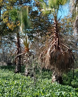 palme