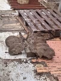 Conigli allevati a casa