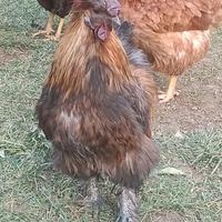 Gallo Moroseta
