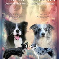 Border collie cuccioli da genitori testati premiat
