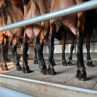 Capretti/caprette camosciata delle Alpi