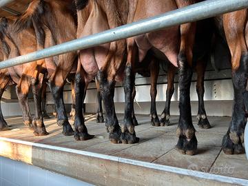 Capretti/caprette camosciata delle Alpi