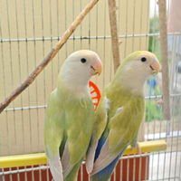 Pappagalli inseparabili femmine