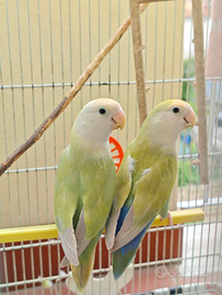 Pappagalli inseparabili femmine