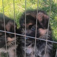 Cuccioli pastore tedesco