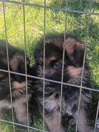 Cuccioli pastore tedesco