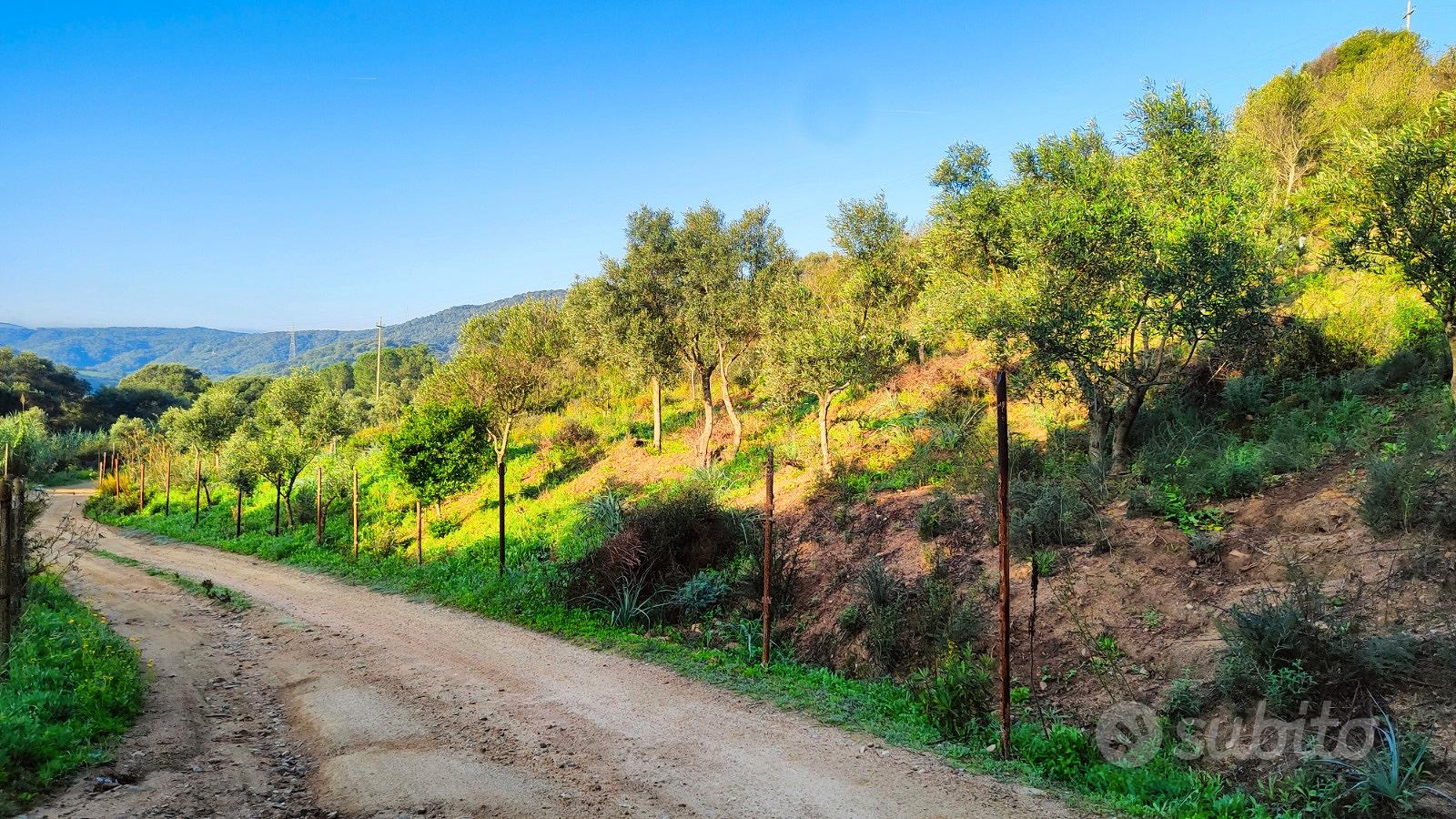 Terreno agricolo con scorcio vista mare a Palau - Altro