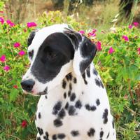 Splendidi dalmata come pedigree