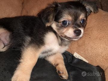 Chihuahua