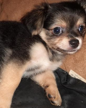 Chihuahua