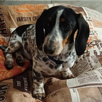 Bassotto arlecchino 9 mesi cerva compagna denza im