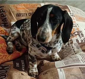 Bassotto arlecchino 9 mesi cerva compagna denza im