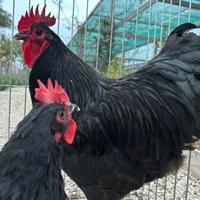 Galline australorp
