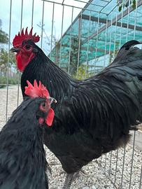 Galline australorp
