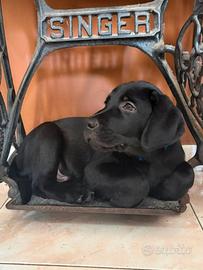 Cuccioli labrador retriever