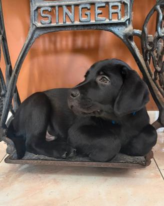 Cuccioli labrador retriever