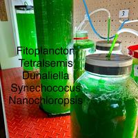 Acquario Marino coralli