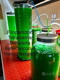 Acquario Marino coralli