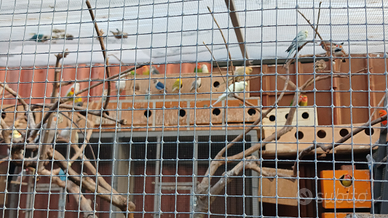 Pappagalli in blocco