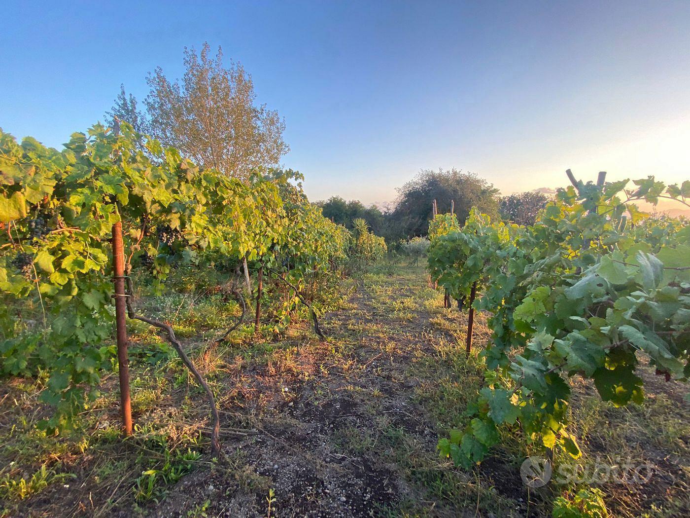 Terreno Agricolo San Sebastiano al Vesuvio - Vista 2