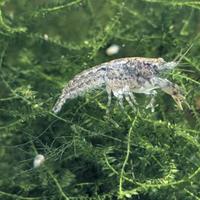 Cambarellus diminutus - Acqua dolce caridina