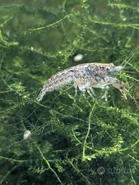 Cambarellus diminutus - Acqua dolce caridina