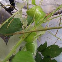 FASMIDI Insetti stecco Ramulus