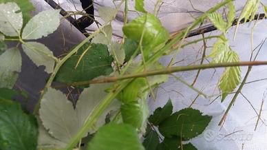 FASMIDI Insetti stecco Ramulus