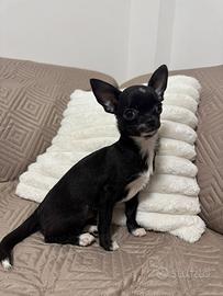 Cucciola di chihuahua