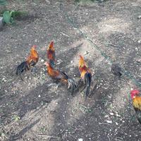 Galline ornamentali phoenix